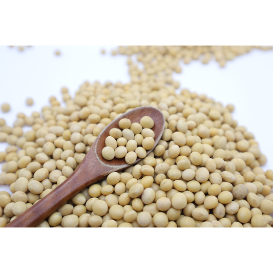 Beansprout 콩나물콩 (Non-GMO) product of USA