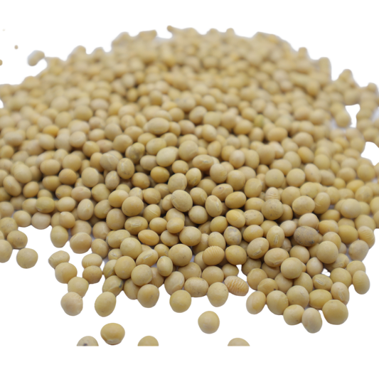 Soybeans 메주콩