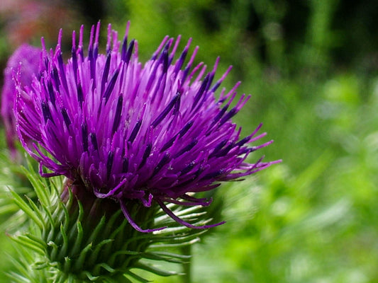 Milk Thistle 밀크씨쓸