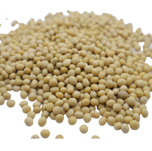 Beansprout 콩나물콩 (Non-GMO) product of USA
