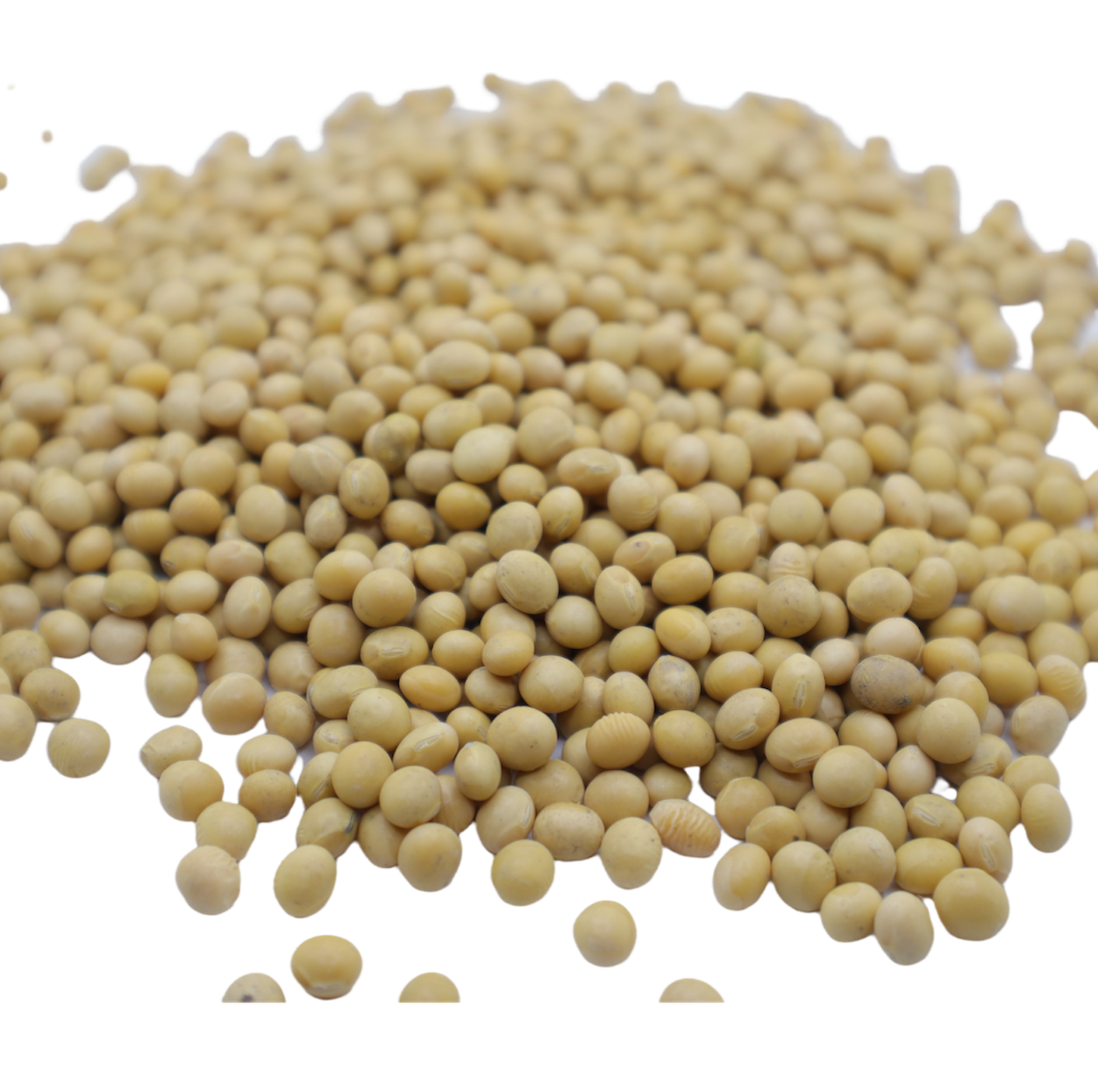 Soybeans 메주콩